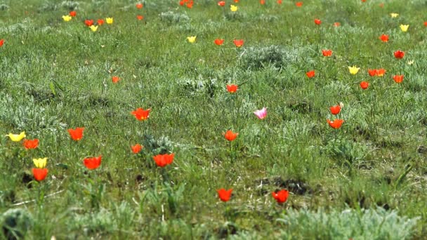 Colorful tulips bloom in the desert — Stock Video