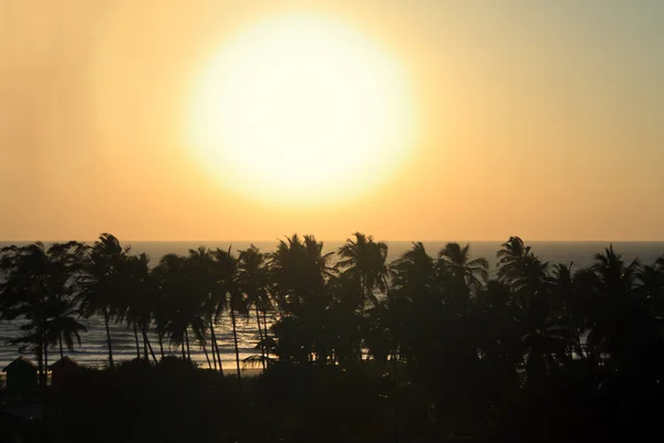 Silhouette de palmiers au coucher du soleil — Photo