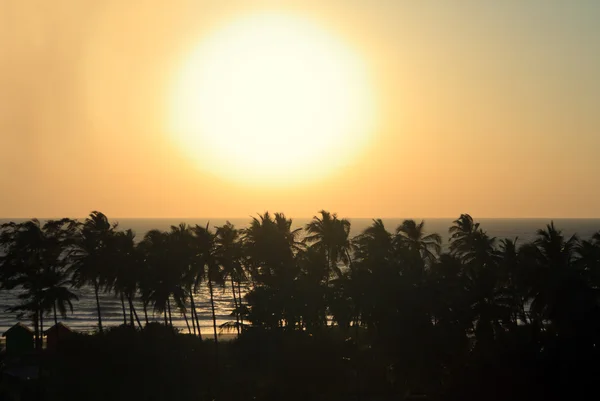 Silueta de palmeras al atardecer —  Fotos de Stock