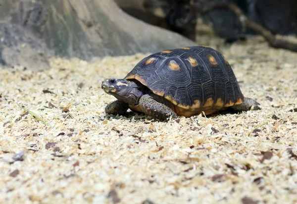 Spornschildkröte frisst Gras — Stockfoto