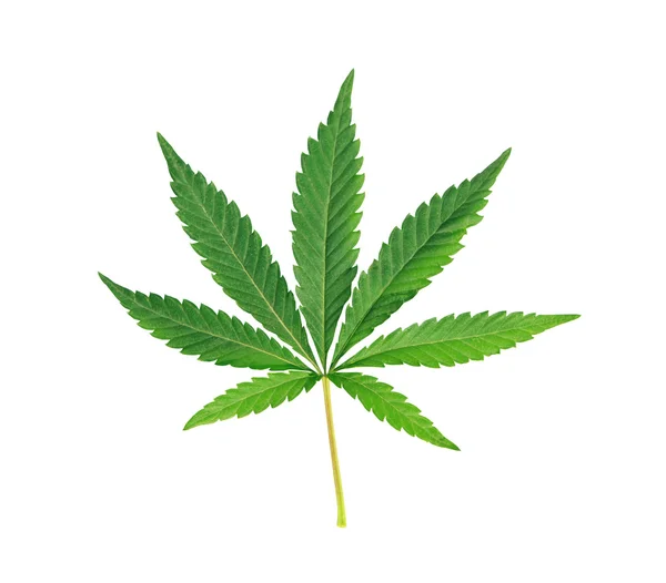 Cannabis leaf, marijuana isolated over white — Stock Photo, Image