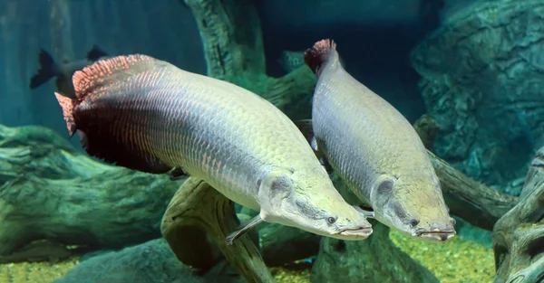 Stora arapaima i Amazonas under vatten — Stockfoto