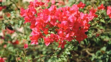 Yeşil yapraklı kırmızı Hibiscus çiçeği