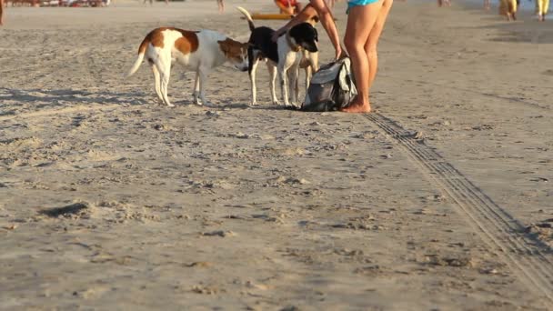 Hund promenader på stranden — Stockvideo