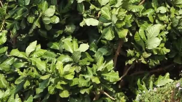 El follaje verde se balancea en el viento — Vídeo de stock
