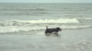 Goa, Hindistan - 28 Şubat 2015: Köpekler denizden sopa. Goa devlet Arambol beach