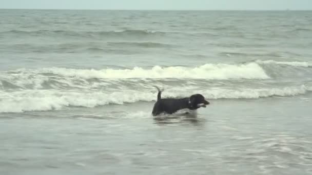 Goa, India - 28 februari 2015: honden zullen ons houden uit de zee. Goa staat Arambol strand — Stockvideo