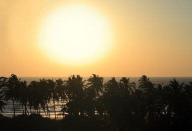 Gün batımında palmiye ağaçları silueti