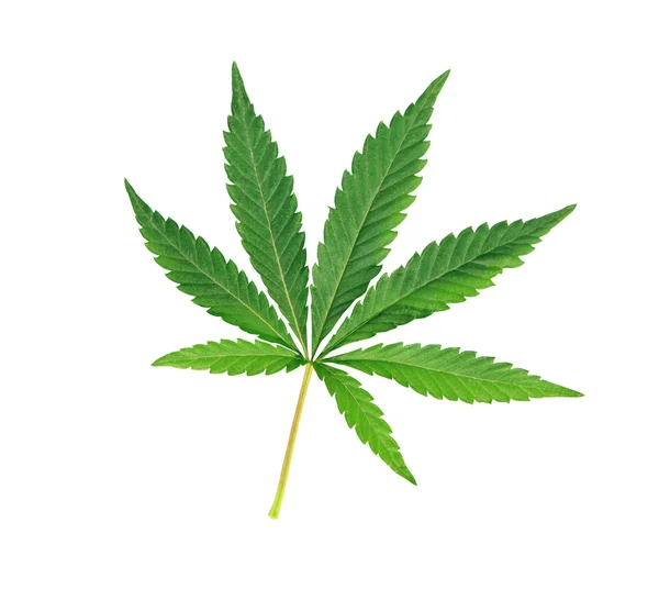 Cannabisblatt, Marihuana isoliert über Weiß — Stockfoto