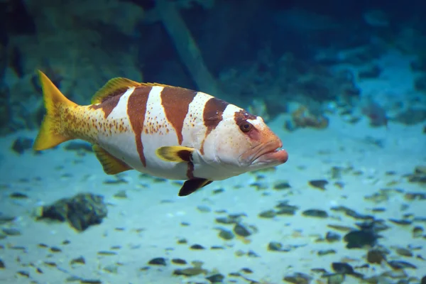 Poissons tropicaux sur un récif corallien — Photo