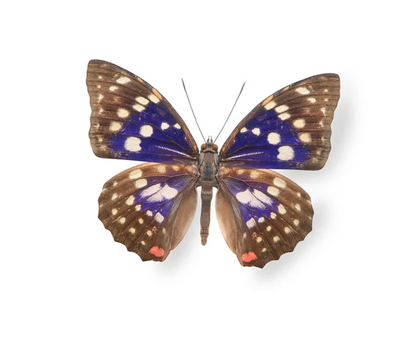 Mariposa beige y azul aislada en blanco — Foto de Stock