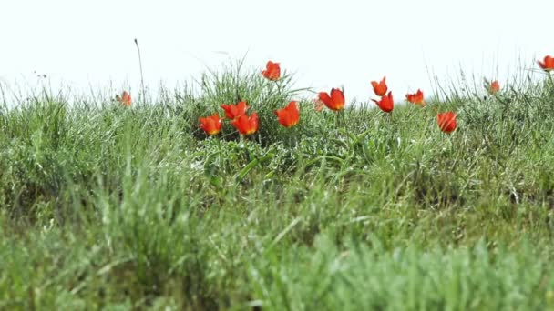 Colorful tulips bloom in the desert — Stock Video