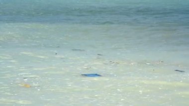 denizde yüzen kirliliği yığını iğrenç