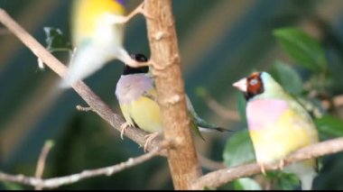 finches sitting on a branch in the forest