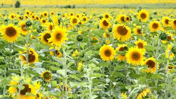 Real Nature - large sunflower field — Stock Video