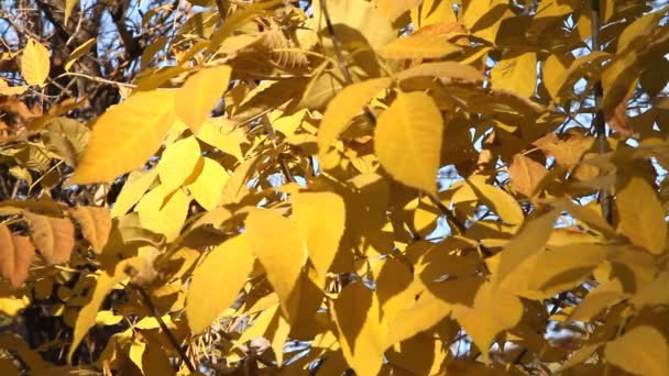 秋の葉のある木を塗装 — ストック動画