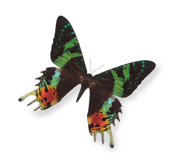 Černý a zelený motýl izolovaných na bílém — Stock fotografie