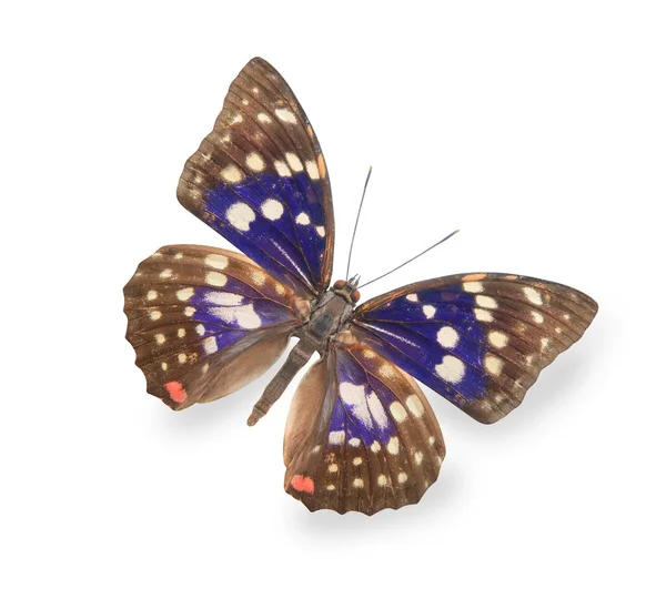 Mariposa beige y azul aislada en blanco — Foto de Stock