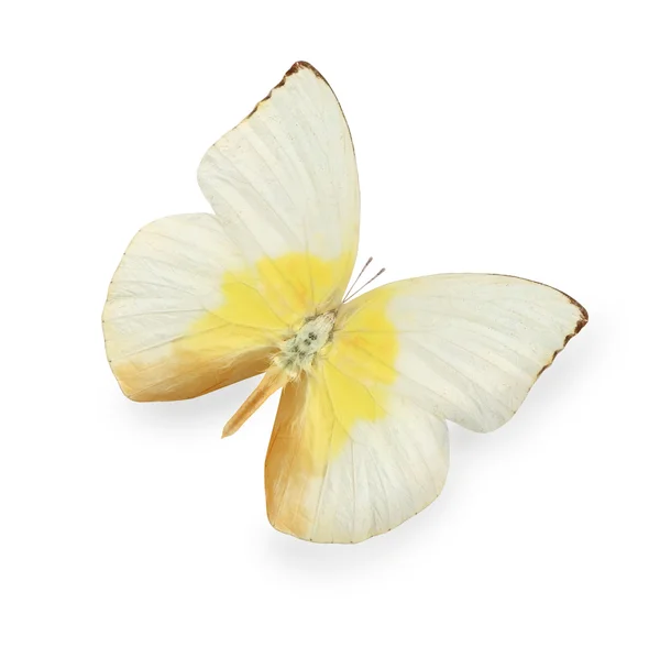 Yellow and beige butterfly isolated on white — Stock Photo, Image