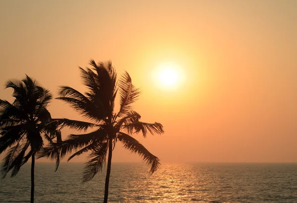 日落时棕榈树的轮廓 — 图库照片