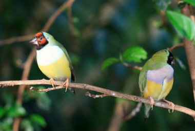 bir dal üzerinde oturan finches