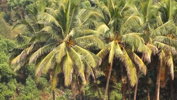 Kokosové palmy v tropickém lese — Stock video