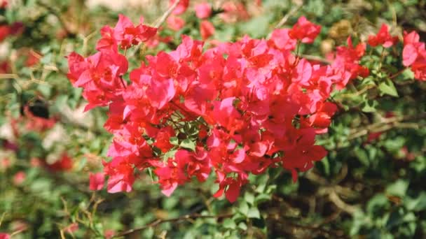 Flor de hibisco rojo con hojas verdes — Vídeos de Stock