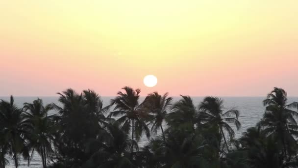 Silhouette de palmiers au coucher du soleil — Video