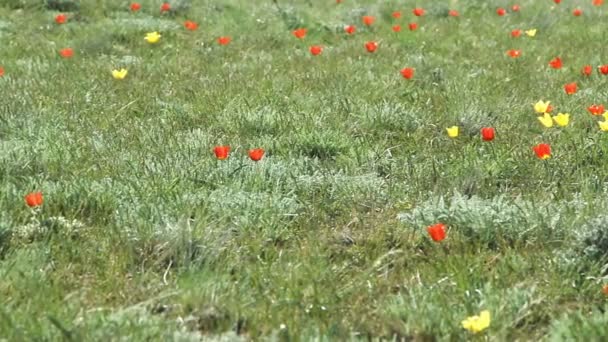 Colorful tulips bloom in the desert — Stock Video