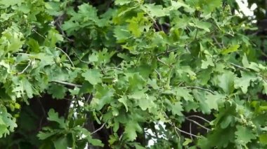 Hafif rüzgar sallanan meşe yaprakları