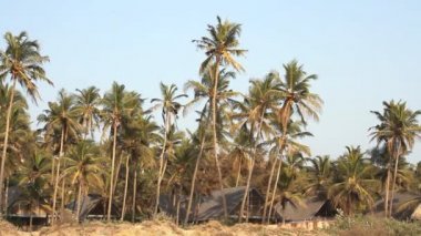 Hindistan cevizi palmiye ağaçları yakınındaki kıyı şeridi
