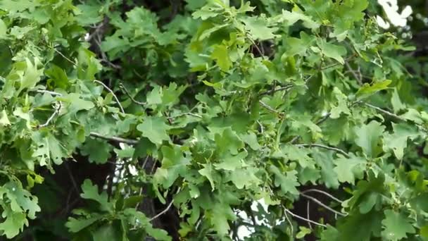 Oak leaves swaying from light wind — Stock Video