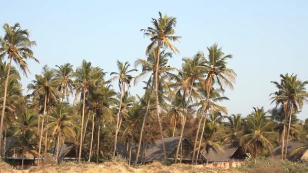 Coconut palmbomen in de buurt van de kust — Stockvideo