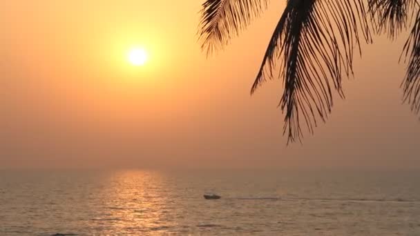 Silueta de palmeras al atardecer — Vídeos de Stock