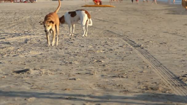 Sahilde yürüyüş köpekler — Stok video