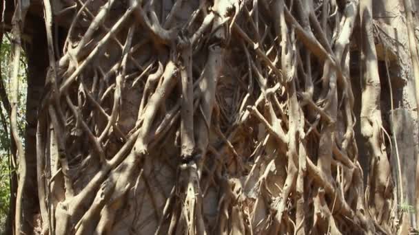 Root of banyan tree — Stock Video