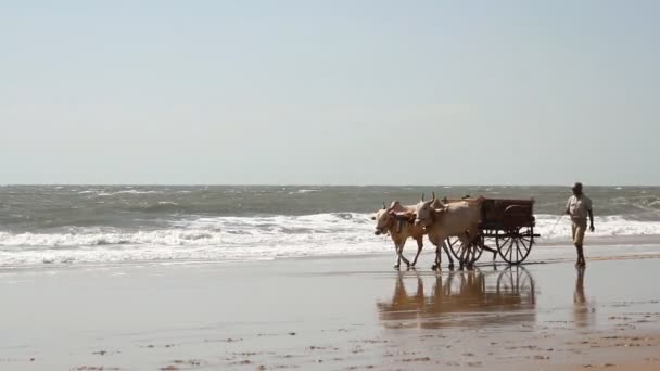 Maharashtra, Indien - 03 mars 2015: Oidentifierad man justerar bull utnyttjas till en vagn — Stockvideo