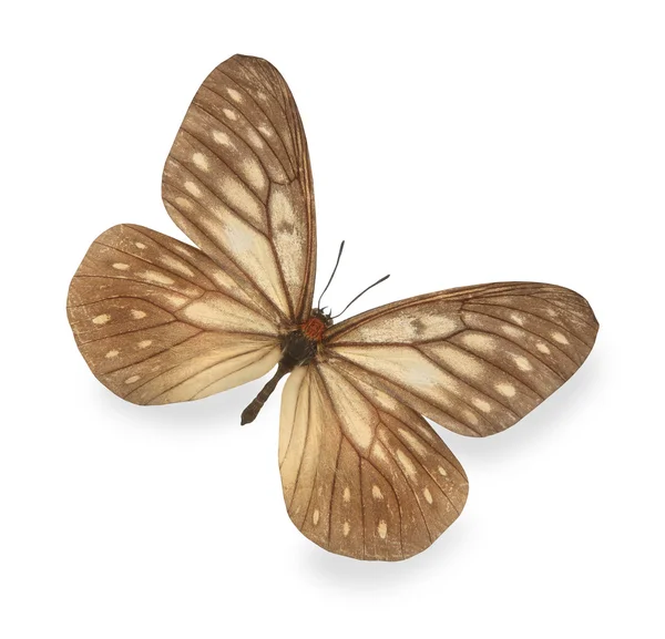 Brown butterfly isolated on white — Stock Photo, Image