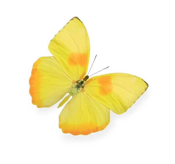 Żółty motyl na białym tle — Zdjęcie stockowe