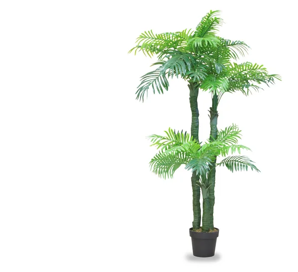 Große Dracaena-Palme in einem Topf isoliert über weiß — Stockfoto