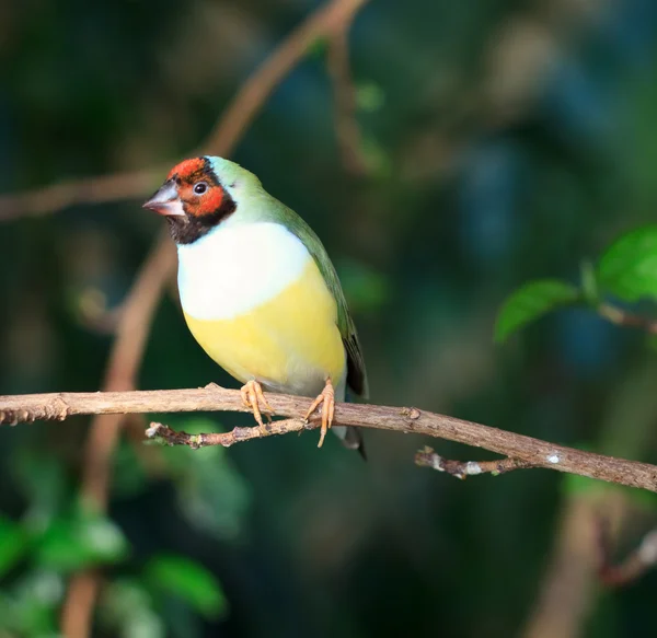 Finches sitting on a branch in the forest — Stock Photo, Image