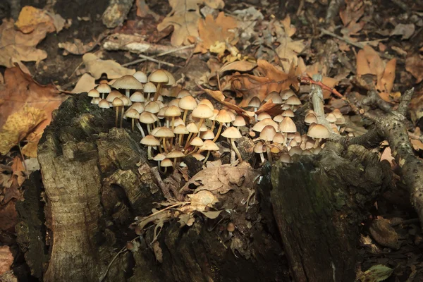 A lot of mushrooms in the forest — Stock Photo, Image