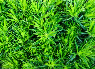 Flowerbed dekoratif yeşil panicles, yakın çekim