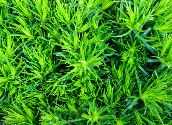 Close up de panículas verdes decorativas no canteiro de flores — Fotografia de Stock