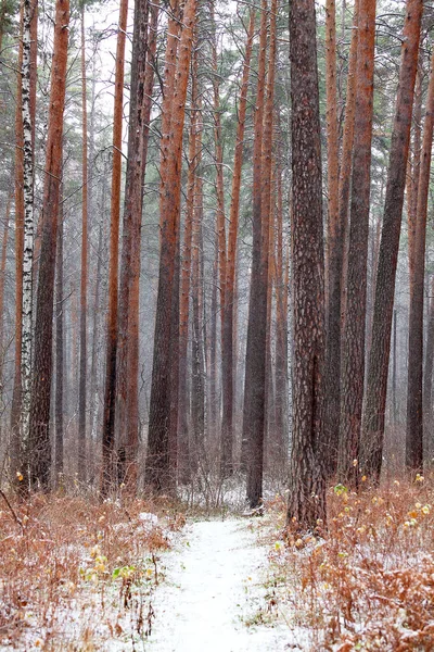 Pista Coberta Neve Uma Floresta — Fotografia de Stock