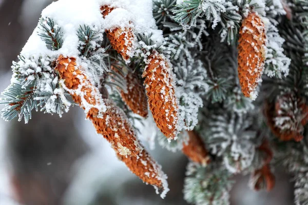 Zelené Jedlové Větve Hnědými Kužely Pod Silnou Vrstvou Sněhu — Stock fotografie