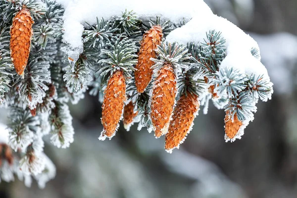 Grüne Tannenzweige Mit Braunen Zapfen Unter Dicker Schneeschicht — Stockfoto