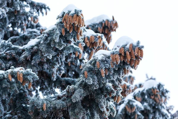 Zielona Jodła Brązowymi Szyszkami Pod Grubą Warstwą Śniegu — Zdjęcie stockowe