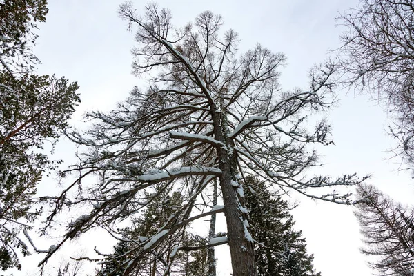 Grands Arbres Dans Une Forêt Hiver — Photo