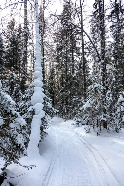 Vägen Går Djup Skog Kväll Ljus Vinter — Stockfoto